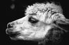 Alpaca Mythology - The Legend Behind The Beanie