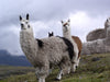 5 Things You Didn't Know About Alpacas
